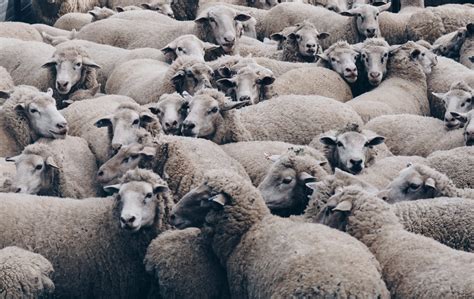FGG smells a scam in Telangana sheep-rearing scheme