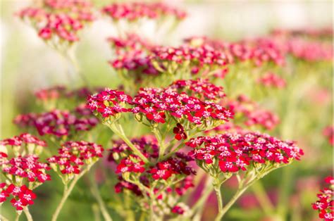 10 Best Heat Tolerant Perennials That Can Survive The Hottest Summers