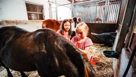 Reitcamp in der Lüneburger Heide 🐴 | 2026