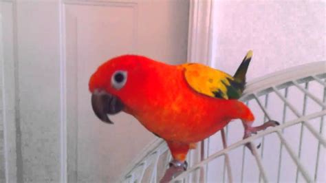 Image result for Red Factor Conure