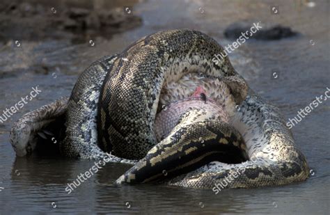 Image result for Python's Constricting Animals