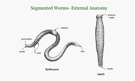 Image result for Segmented Worm Drawing
