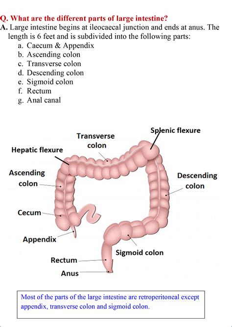 Anatomy Of Large Intestine Small Intestine: Anatomy, Location And
