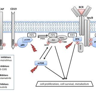 Image result for PI3K PIP PIP2 PIP3