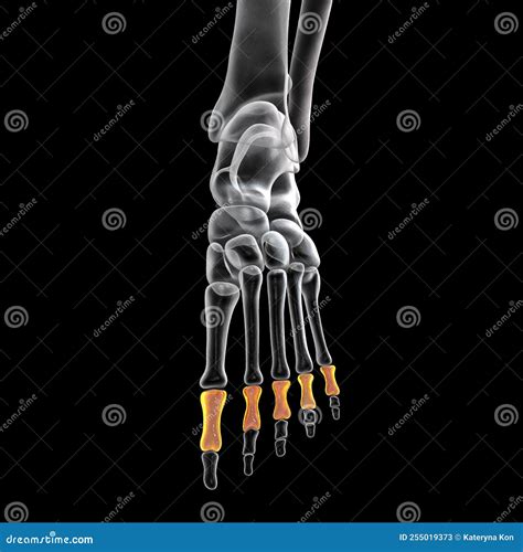 Falanges Proximales De La Ilustración 3d Del Pie Stock de ilustración ...