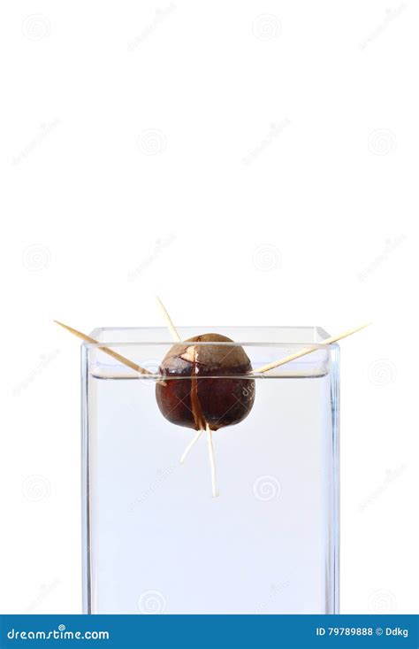 Growing Avocado Seed in Water Stock Photo - Image of seed, food: 79789888