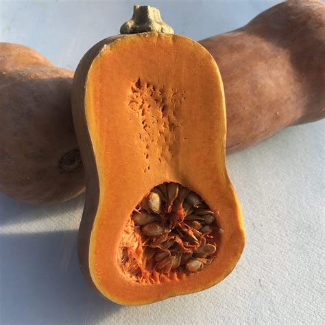 The Story Of A Seed: Honeynut Squash – Hudson Valley Seed Company