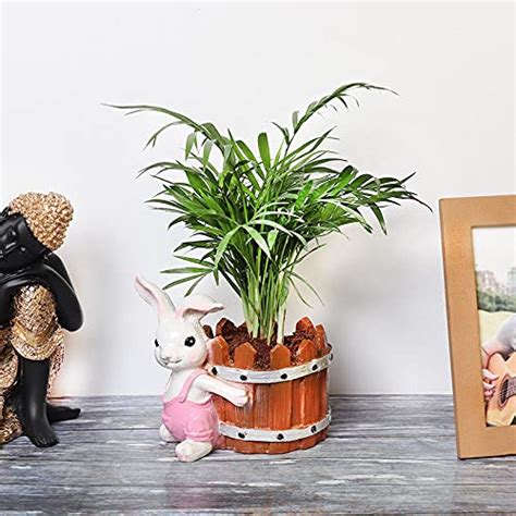 FlowerAura Parlour Palm Air Purifying Live Indoor Plant In Bunny Shaped ...