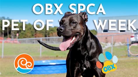 Meet the Outer Banks SPCA Pet of the Week Bella | Island Free Press