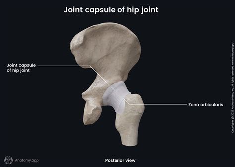 Hip joint | Anatomy.app