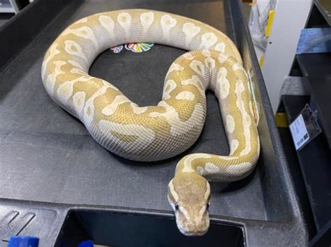 Image result for Crystal Ball Python