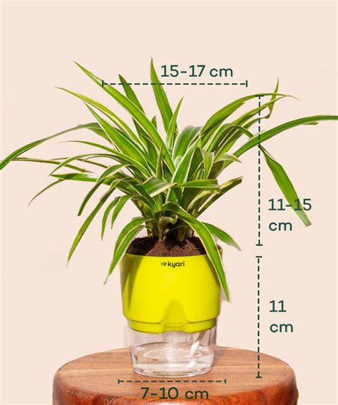 Buy Spider Plant with Self Watering Pot Online in India – Kyari.co