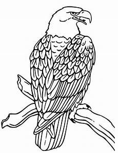 kinder malvorlagen adler adler malvorlage gratis ausmalbilder ausmalen kinder malvorlagen adler adler malvorlage gratis ausmalbilder ausmalen