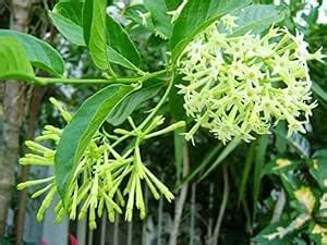 Raat Ki Rani, Raat Rani, Night Blooming Jasmine Plant With Pot (Ratrani ...