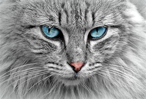 Image result for Cat Delete O2 Sensor