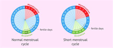 Fertility Cycle Graph 的图像结果