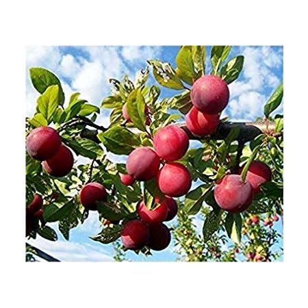 Modern Plants Live Aalu bukhara/Aloo bukhara/Plum/Alubukhara Red ...