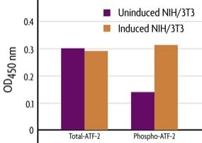 FACE™ ATF-2 | Proteintech