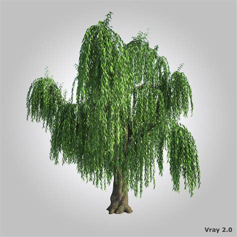 Willow Free 3D Models download - Free3D