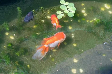 Pond goldfish Photos - Download Free High-Quality Pictures | Freepik