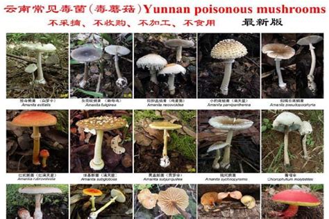 “菌儿”狂欢节 探访云南野生菌市场 | 中国国家地理网