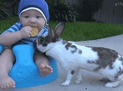 Image result for Baby Bunnies Playing