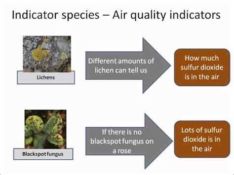 Indicator Species - Environment Notes