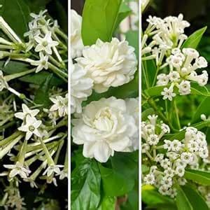 GreenAge™ 3-in-1 Fragrant Live Plant Combo – Double Petal Mogra, Raat ...