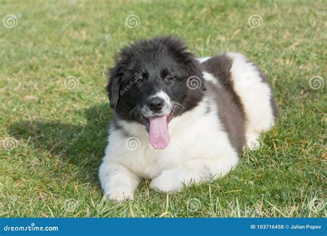 The Bulgarian Shepherd Karakachan Puppy is in the Park. Stock Photo ...
