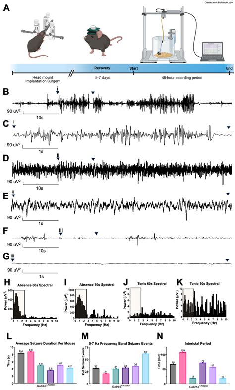 GABAA Receptor β3 Subunit Mutation N328D Heterozygous Knock-in Mice ...