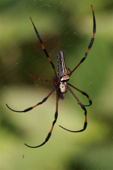 Golden Orb Weaver
