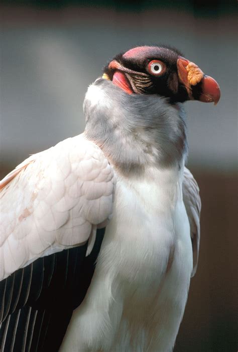 Vulture | Characteristics, Species, & Facts | Britannica