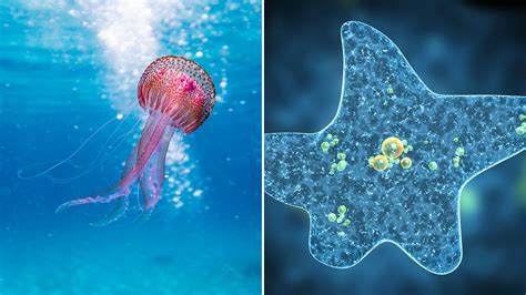 How to Deal with Jellyfish Stings, Sea Lice, and More - Triathlete