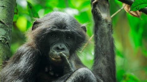 Image result for The Python Queens All Episodes