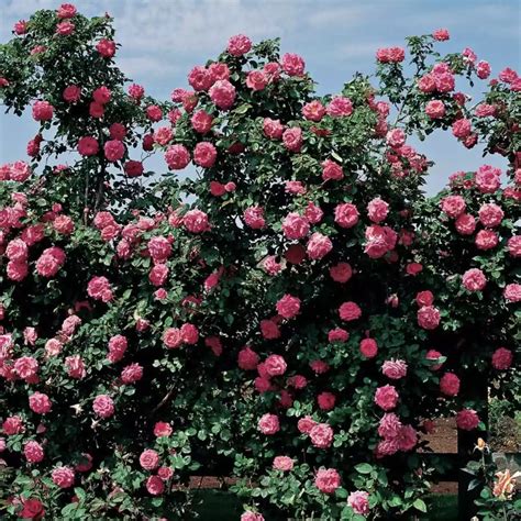11 Climbing Rose Varieties That Grow Fast