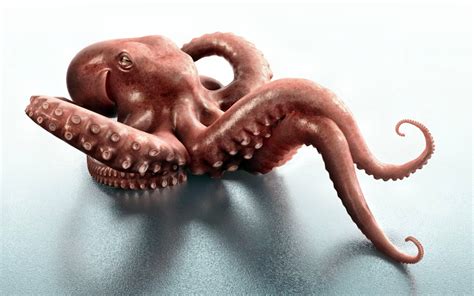 Image result for Octopus Desktop