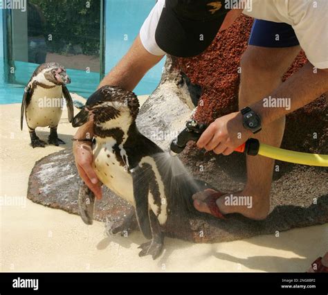 Sharks Eating Penguins