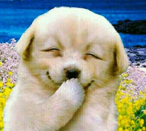 Laughing Dog Memes Imgflip - vrogue.co