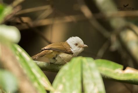 Babblers | Fulvettas, Ground Babblers (Pellorneidae) | Gallery ...