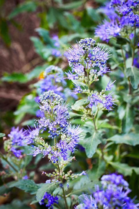 21 Best Drought-Tolerant Shrubs to Boost Your Garden's Resilience