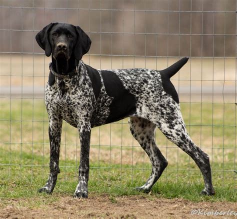 Black German Shorthaired Pointer Puppies