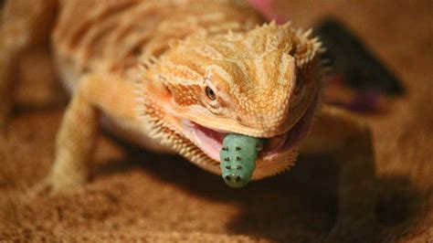 What Do Lizards Eat? The Ultimate Guide to Lizard Diets