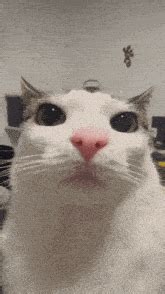 Image result for Cat II Algorithm