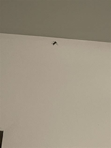 Image result for Bug Kitchen