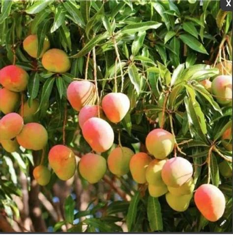 Fruit Plants - Kolkata Plant Variety Manufacturer from Bankra