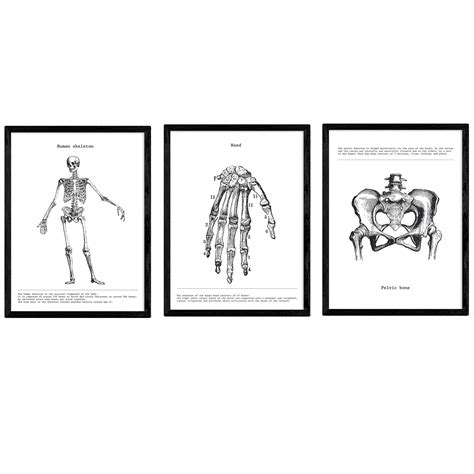 Buy NacnicSet of 3 Pictures of the Human Body | Collection of Black and ...