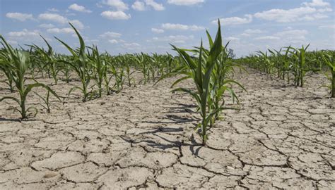 50 Uttar Pradesh districts declared drought-hit | India.com