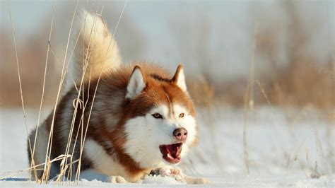 Image result for Dogs Getting Abused