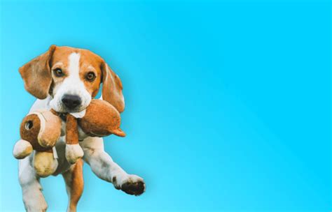 Woofs & Wags | The Dream Pet Destination