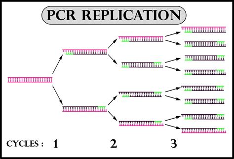 DNA PCR 的图像结果